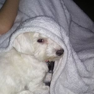 Meet your Posher, Susan